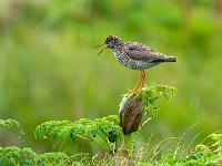 Rufender Rotschenkel auf Blütenstaude